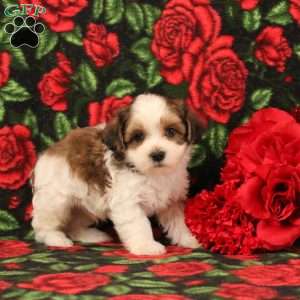 Henry, Morkie-Poo Puppy